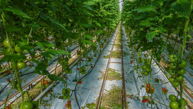 Plantação de tomates